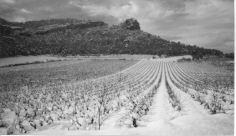 Neige sur les vignes (351 Ko)